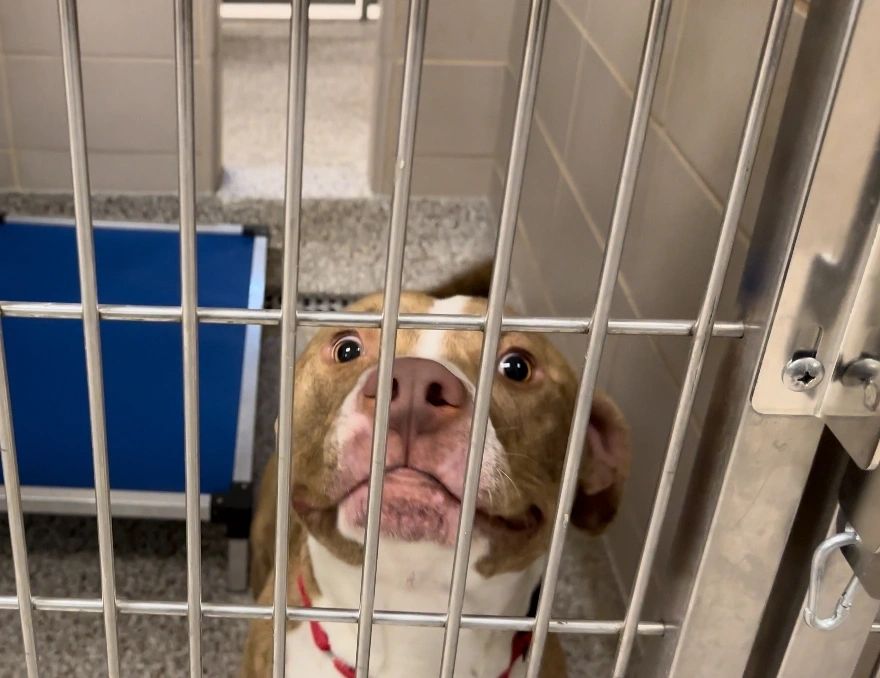 A brown and white dog looks up through the bars of a kennel with a blue mat in the background.