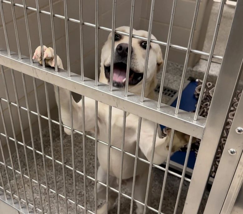 A dog stands on its hind legs behind a metal cage, looking up with an open mouth and seemingly excited expression.