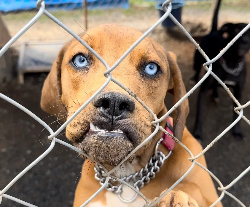 A brown dog with blue eyes stands behind a chain-link fence, looking out. The dog is wearing a chain collar and has an underbite. A black dog is visible in the background.