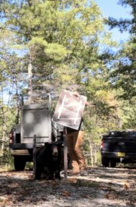 Selfie, a young bear, being released back into her natural habitat.