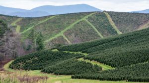 Christmas Tree Farm in NC