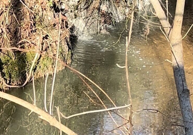 A river with trees and rocks in the water.