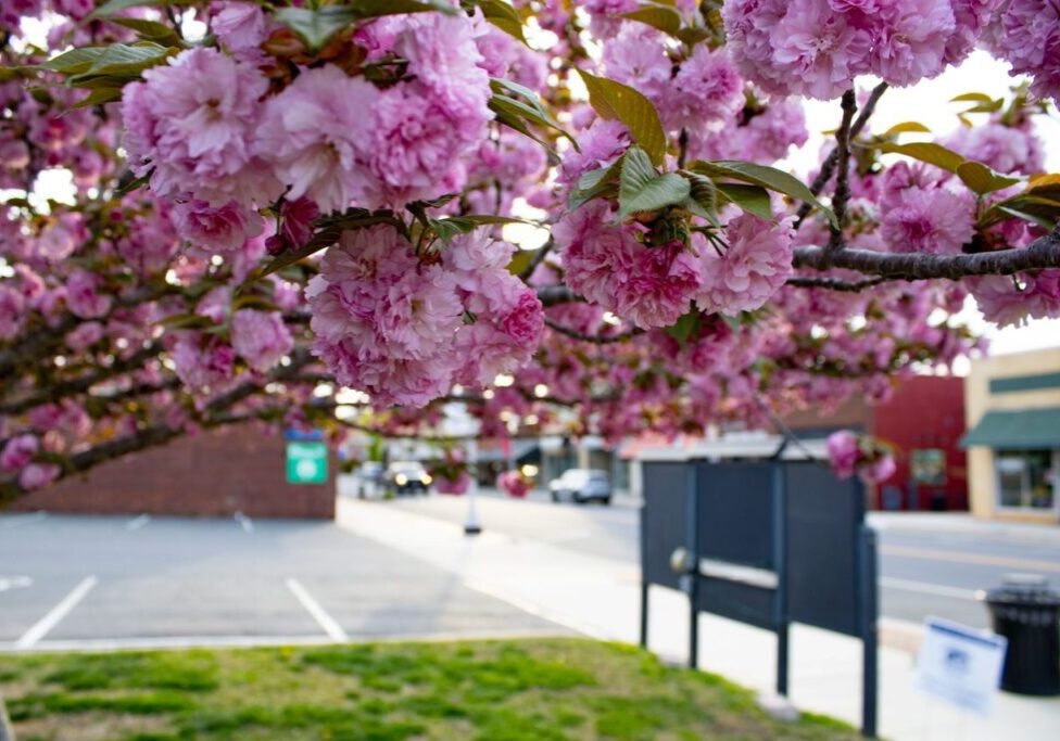 Close-up of vibrant pink cherry blossoms on a tree branch, with a blurred background showing a parking lot, some storefronts, and a sidewalk in an urban setting.