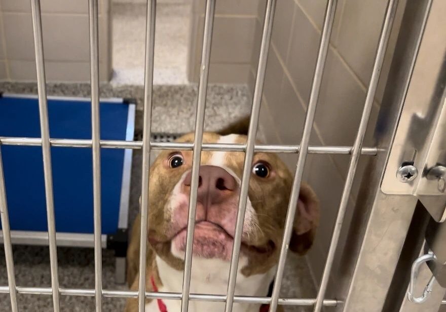 A dog with a light brown and white coat looks up through the bars of a kennel. A blue mat is visible in the background.